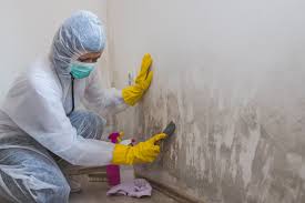 Best Mold Odor Removal Services  in Monroe, OH